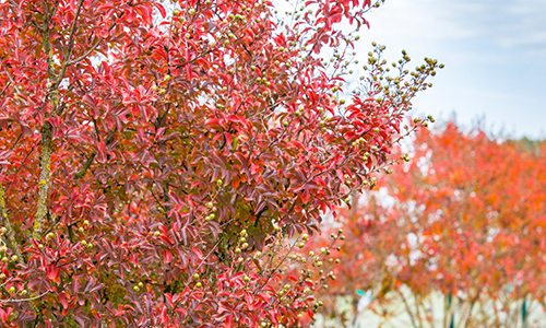 Lilas des indes en Automne - © Adrien Dal Bello - Pépinières Desmartis - 2020