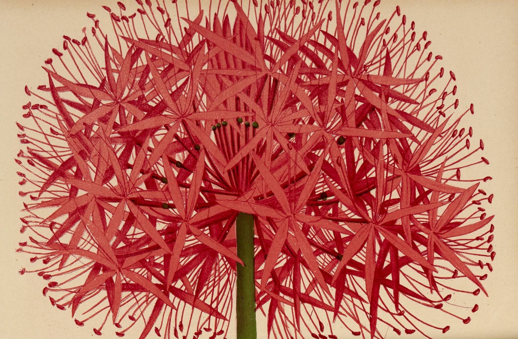 Gravure représentant une fleur