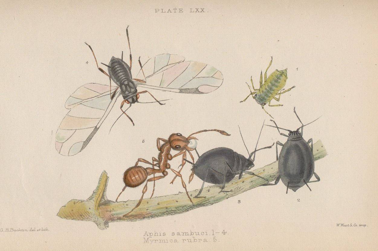 George Bowdler Buckton, Monograph of the British Aphides (1883)
