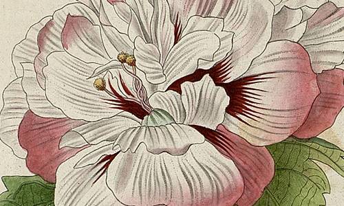 Gravure extraite de la Revue horticole de 1845